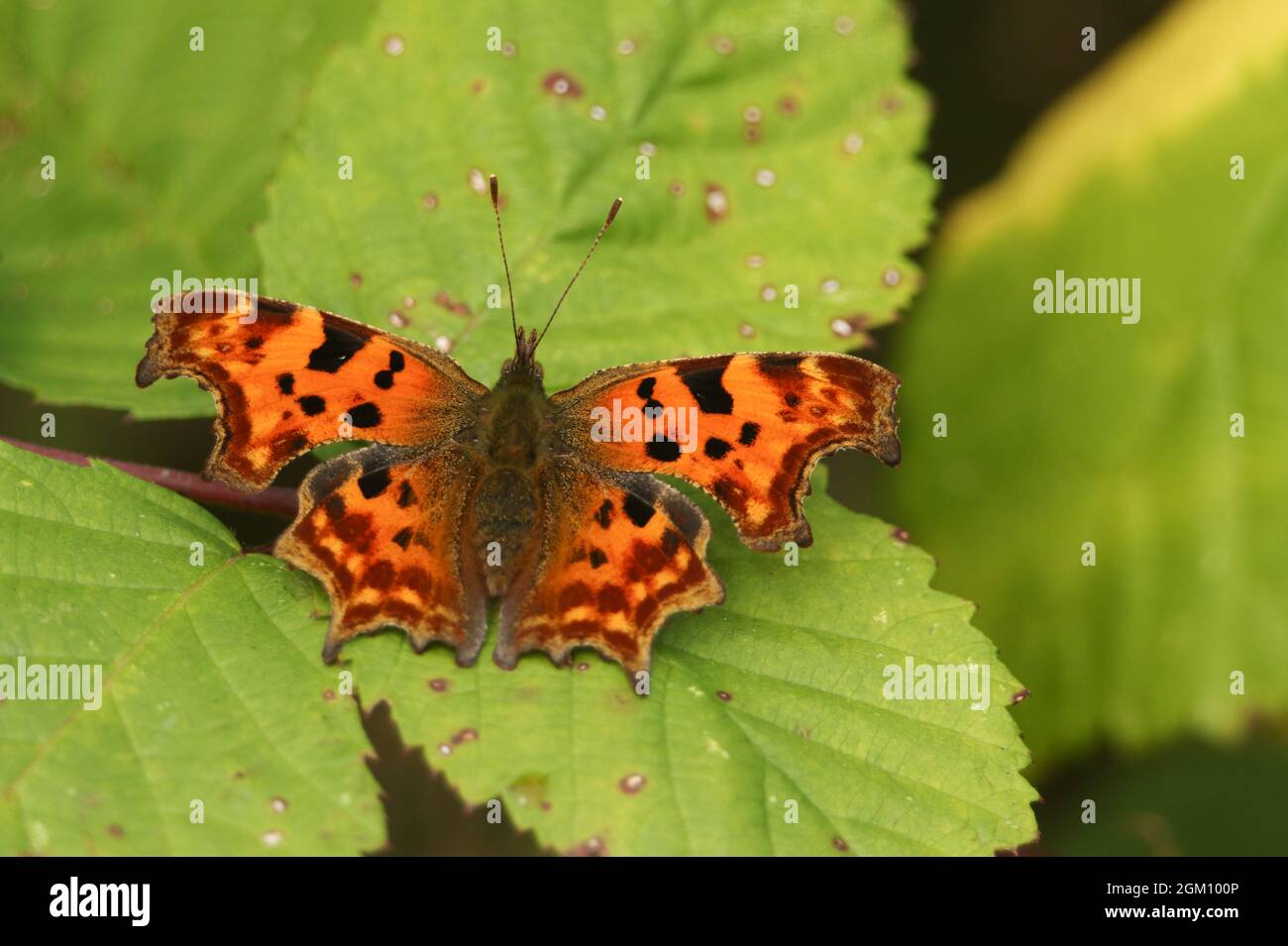 Un joli papillon virgule, C-album de Polygonia, perché sur une feuille de mûre. Banque D'Images
