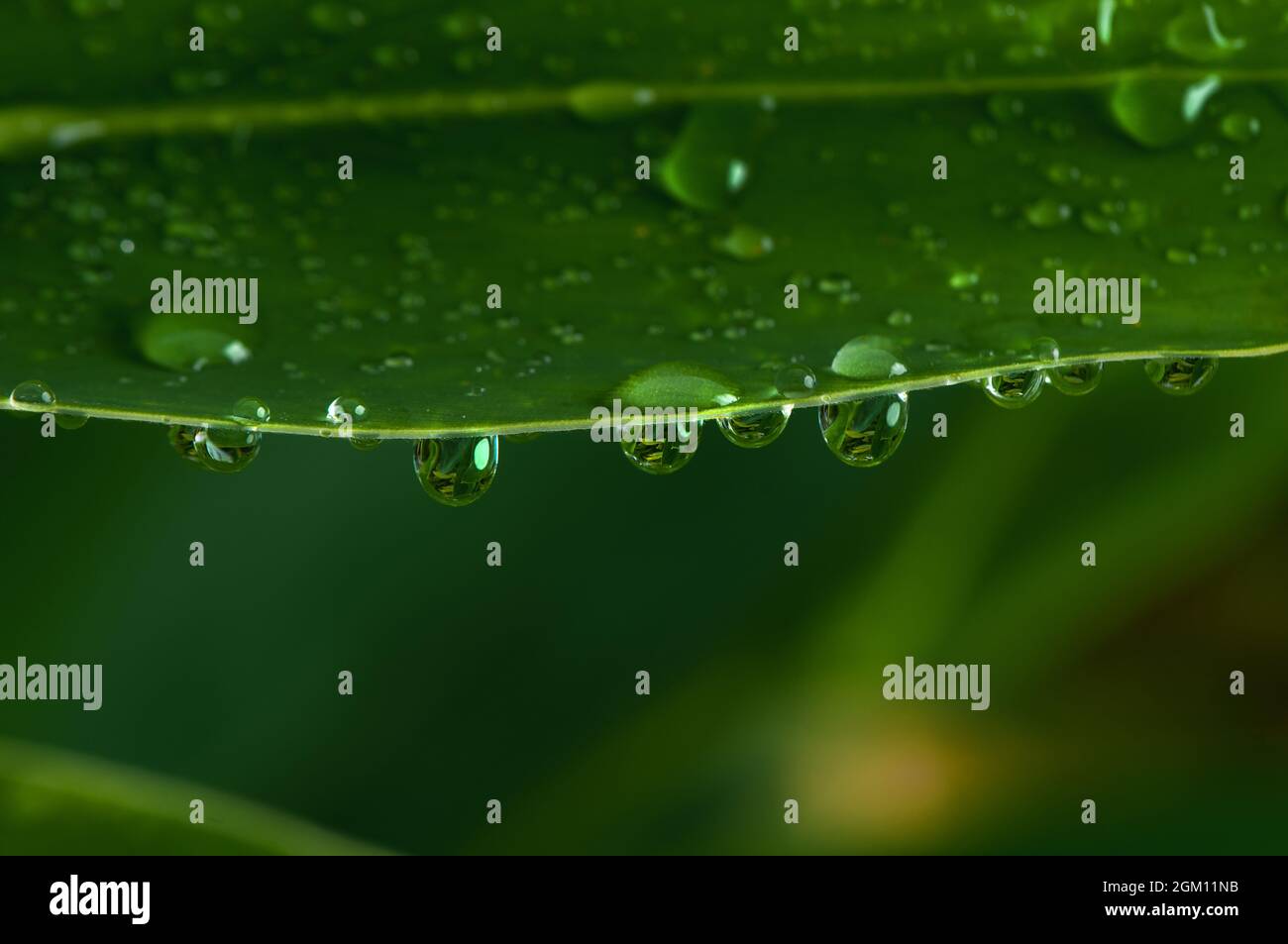 Goutte d'eau sur une feuille verte. Banque D'Images