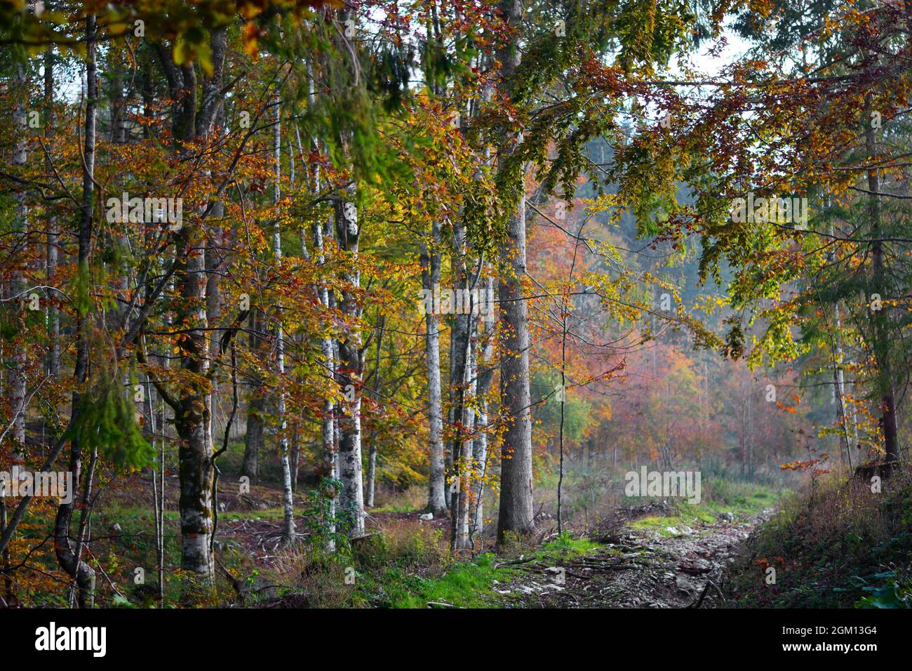 L'automne dans les Alpes Banque D'Images