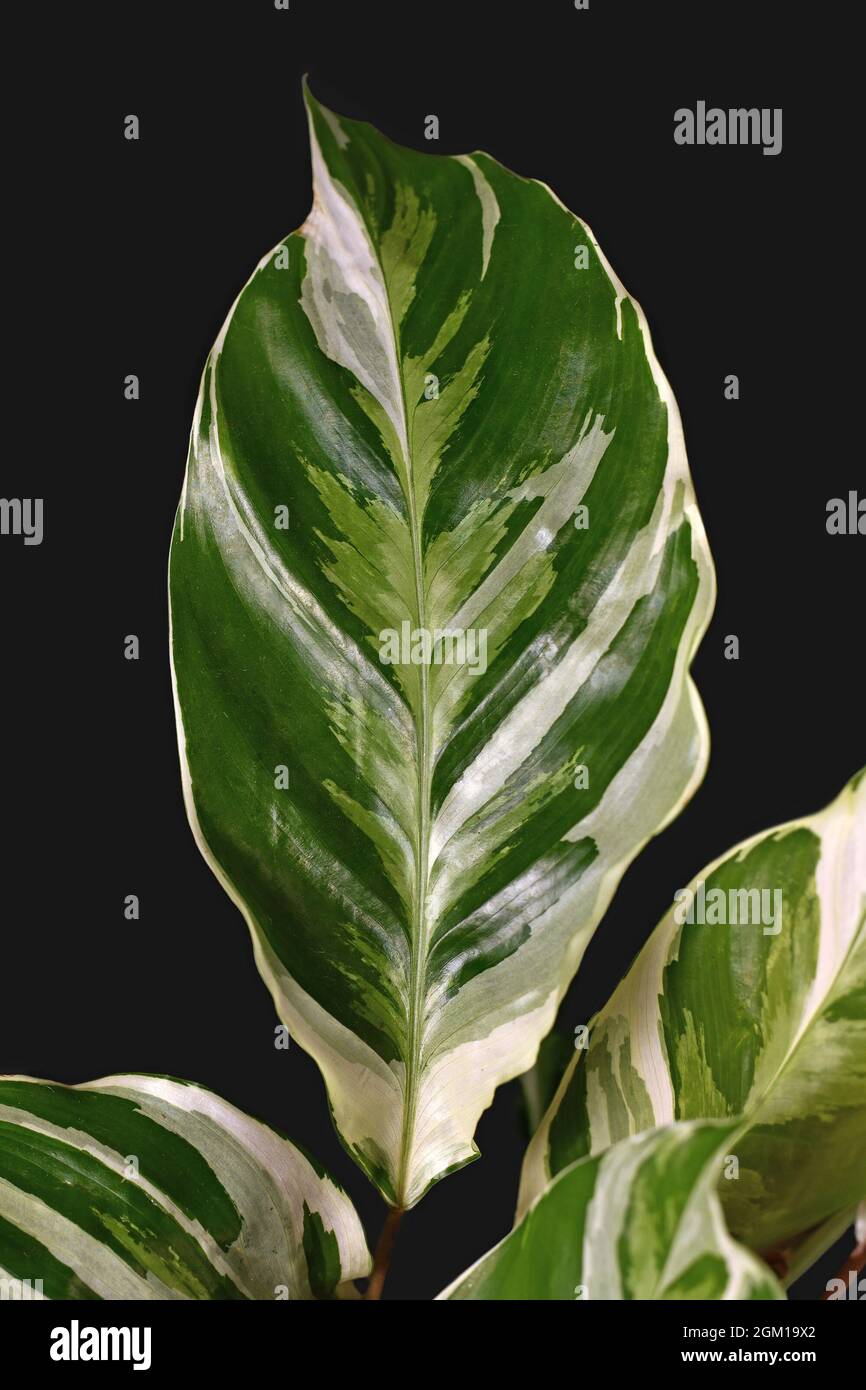 Feuille de plante maison exotique 'Calathea White Fusion' de prière sur fond noir Banque D'Images