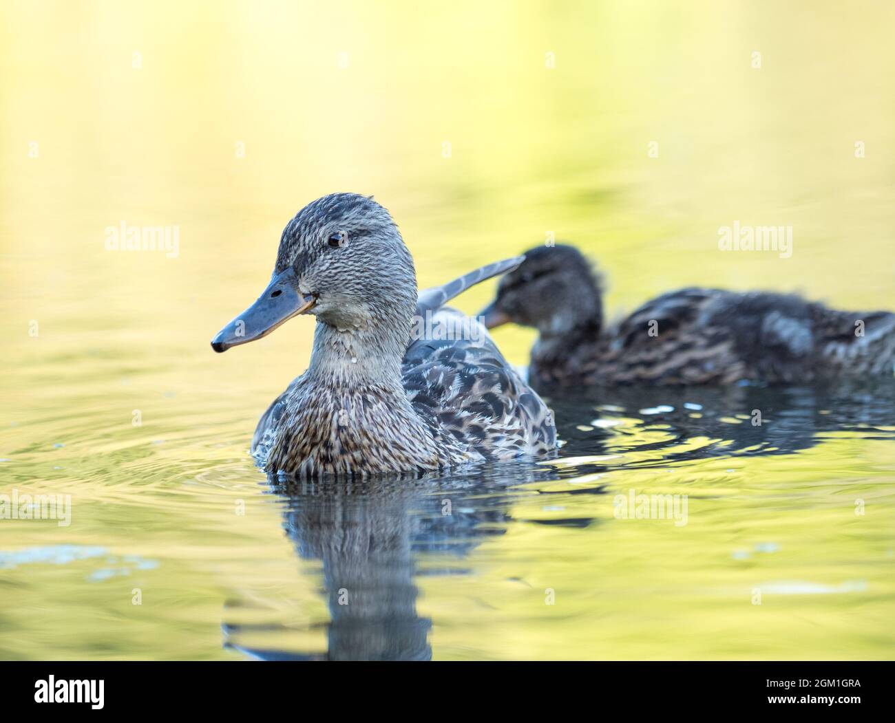 Canards sauvages nageant dans un étang Banque D'Images