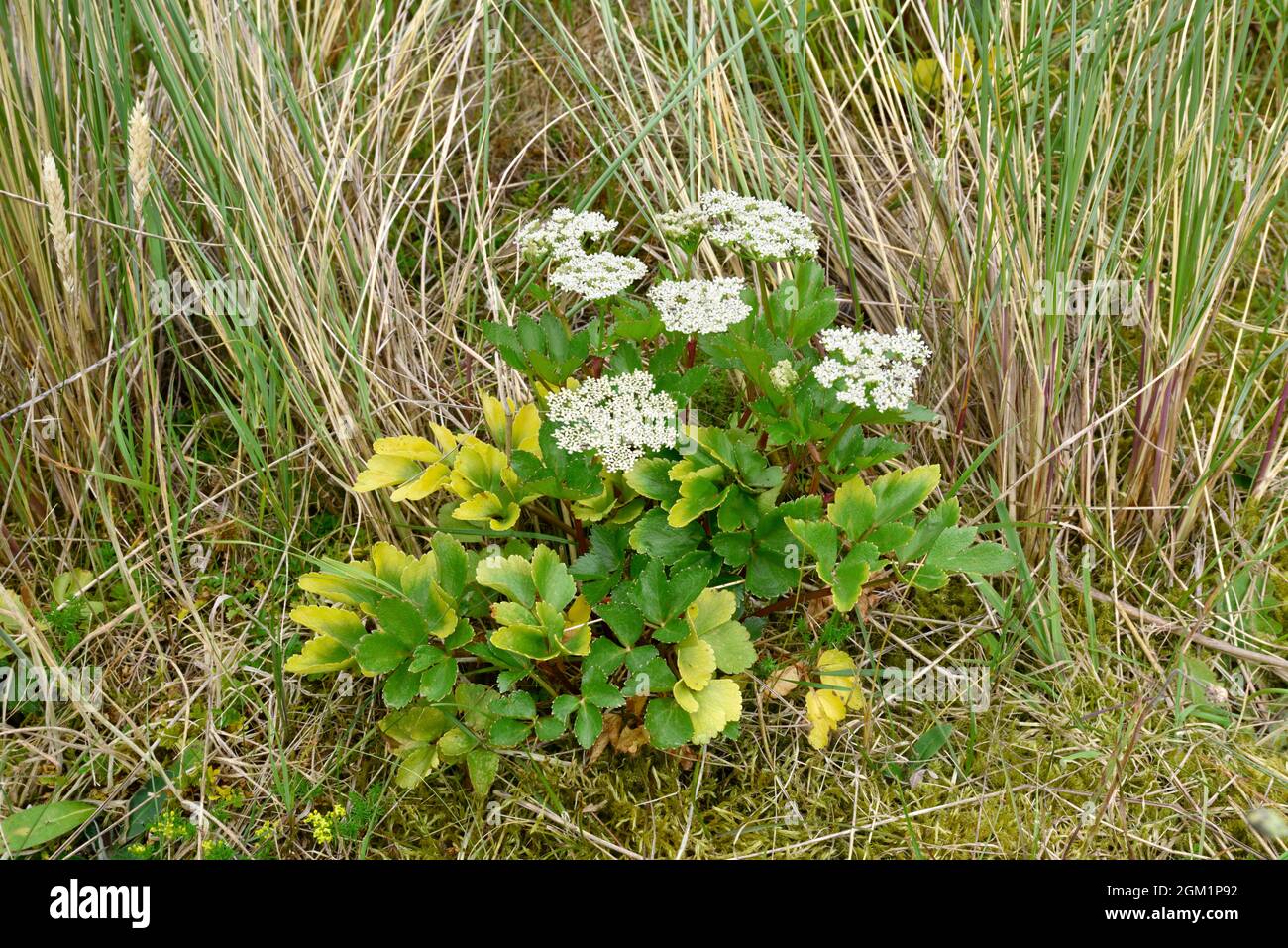 Scots lovage - Ligusticum scoticum Banque D'Images