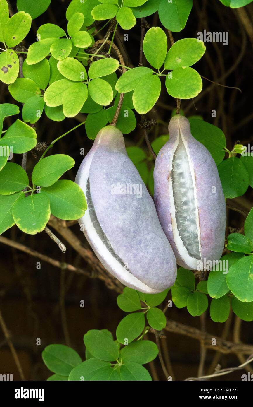 Raisin chocolat Akebia quinata fruits gousses fruits liana fruit Banque D'Images