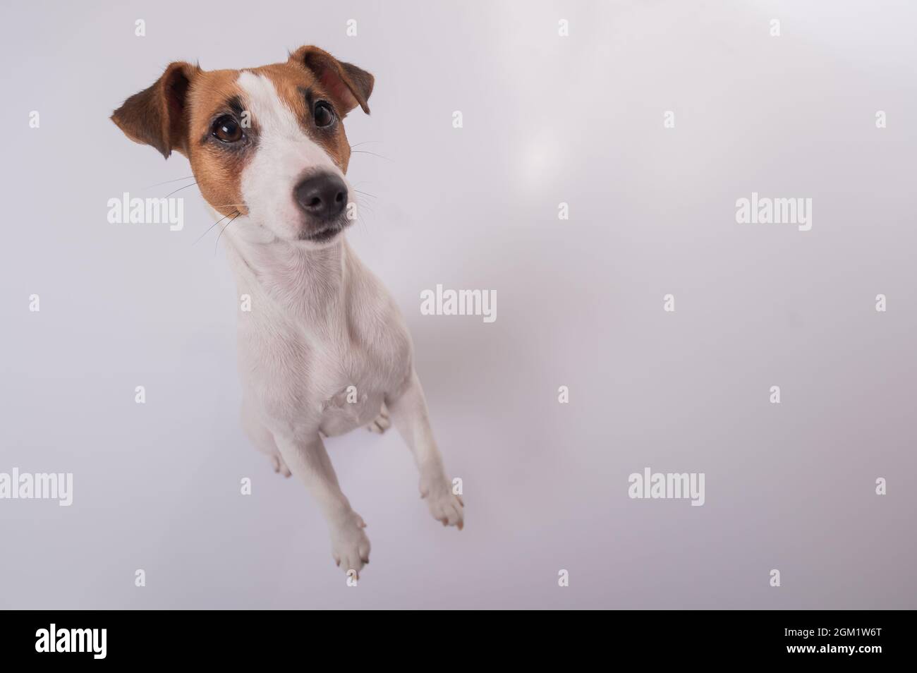 Sweat à Capuche Drôle Jack Russell Terrier Et UFO - Selfie Alien, Cadeau Pour Amoureux Des Chiens