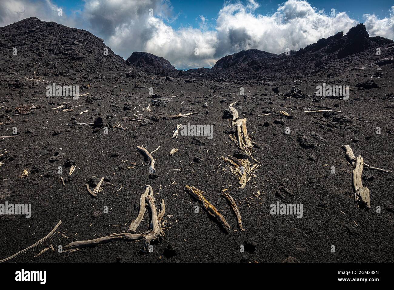 Troncs d'arbres morts sur la roche volcanique de l'Etna. Banque D'Images