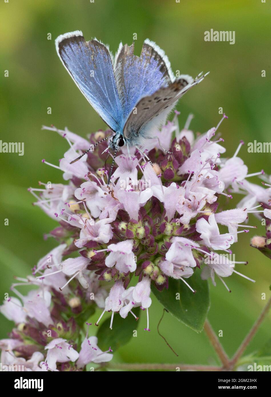 PAPILLON BLEU COMMUN Polyommatus Icarus avec ailes endommagées sur la fleur d'origan Banque D'Images