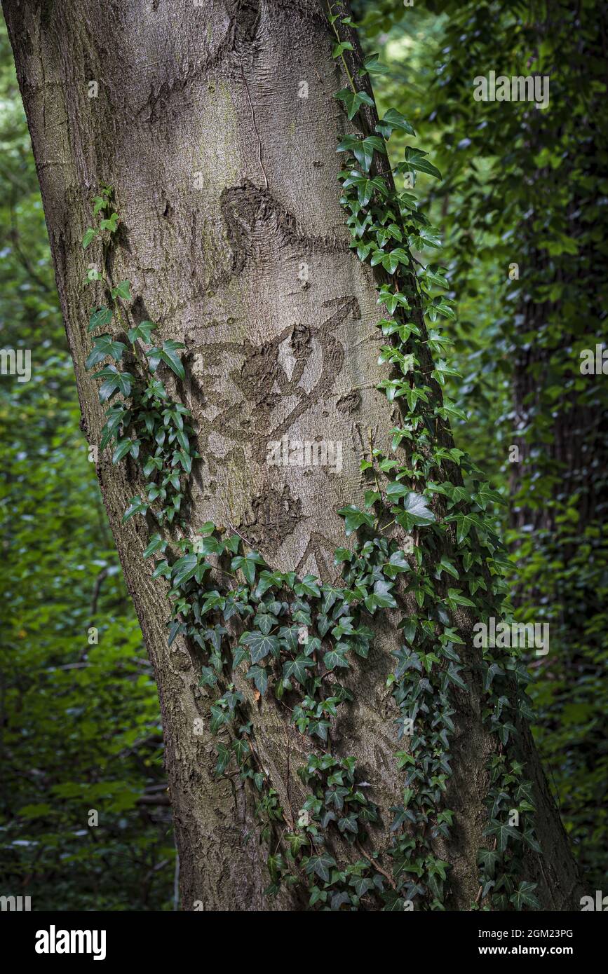 Tronc d'arbre avec un coeur Banque D'Images