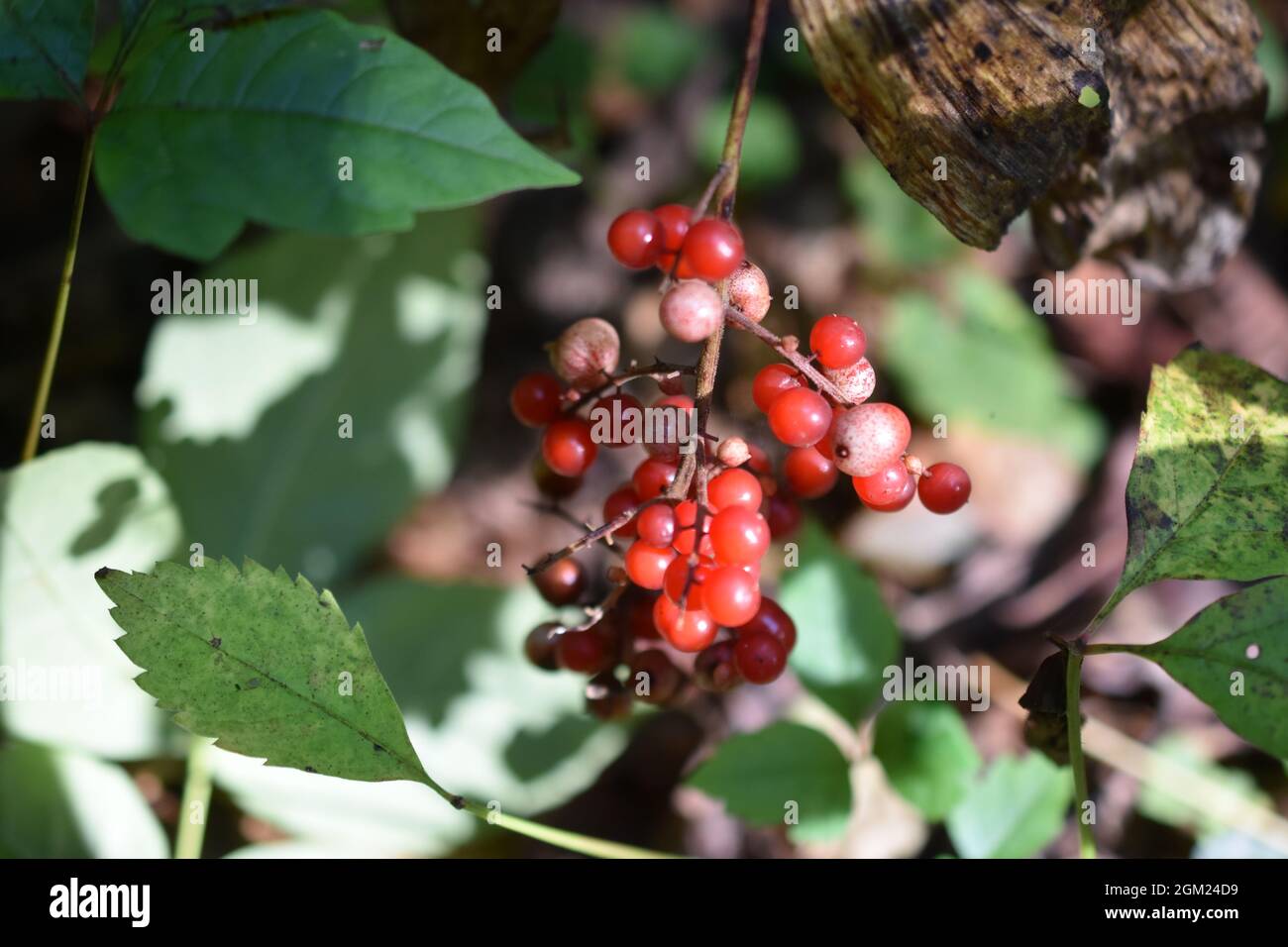 Baies de cassis suspendues dans l'arbre à la fin de l'été Banque D'Images