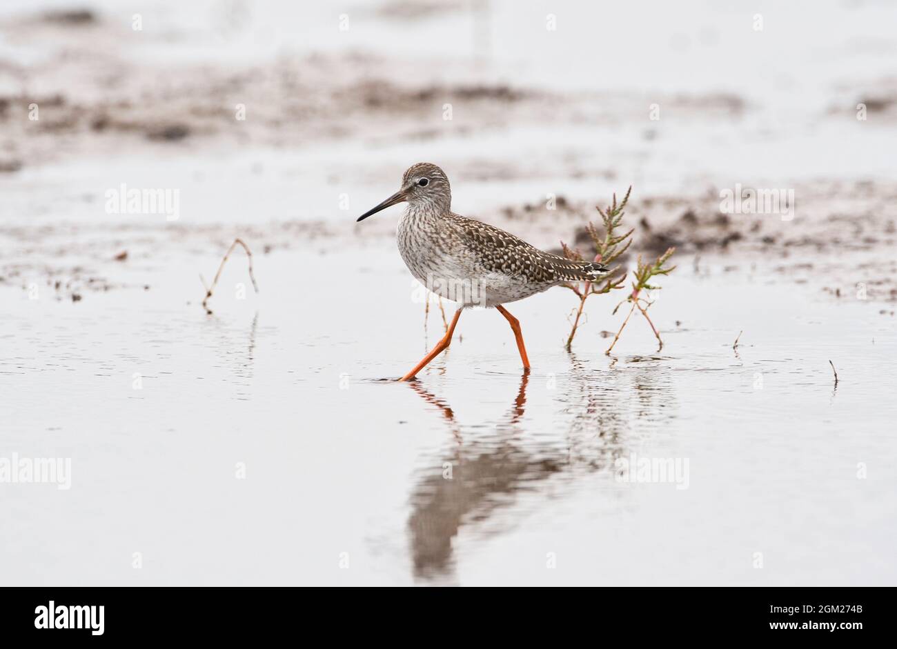 La queue rouge commune (Tringa totanus) se nourrissant en eau peu profonde Banque D'Images