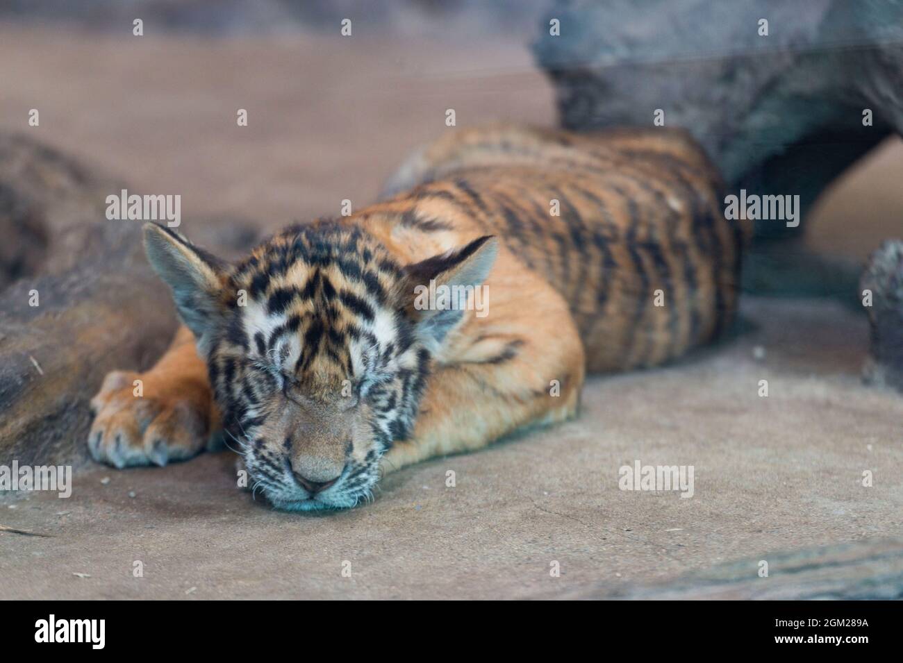 (210916) -- HAILIN, 16 septembre 2021 (Xinhua) -- Un cub de Sibérie prend une sibérienne dans un parc forestier sous le Centre de reproduction de féline de Chine Hengdaohezi, dans la province de Heilongjiang, au nord-est de la Chine, le 15 septembre 2021. (Xinhua/Xie Jianfei) Banque D'Images