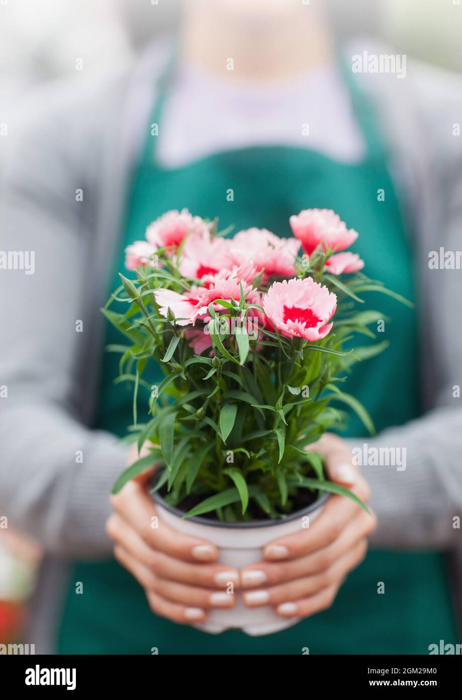 Section médiane d'une personne portant un tablier tenant un pot de fleur Banque D'Images