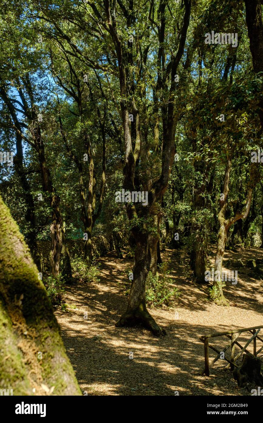 Chêne de Holm dans le Bois Sacré de Monteluco, Spoleto, Ombrie, Italie Banque D'Images