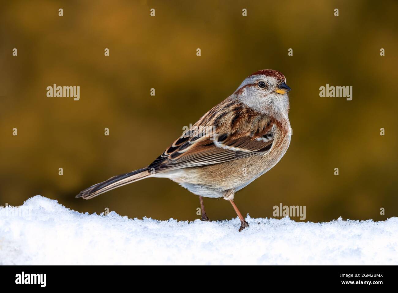 Portrait d'American Tree Sparrow sur de la neige fraîche sur un fond chaud. Cette image est également disponible en noir et blanc. Pour afficher une image supplémentaire Banque D'Images