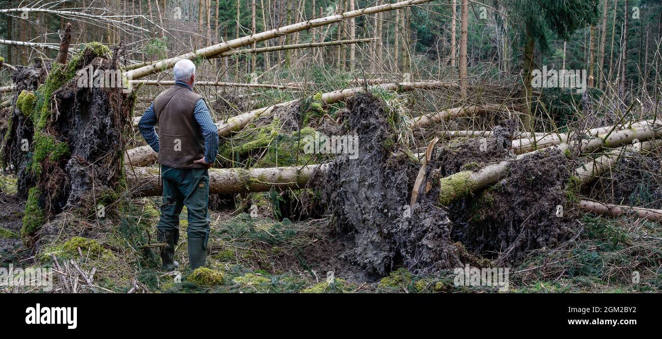 Un forestier se trouve entre les racines des arbres tombés et est choqué par les dommages énormes qu'une tempête a causés aux forêts. Banque D'Images