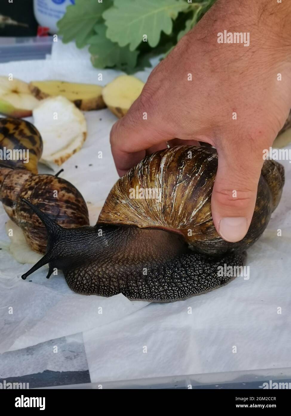 Plan vertical d'un escargot géant tenu par un homme sur une surface blanche Banque D'Images