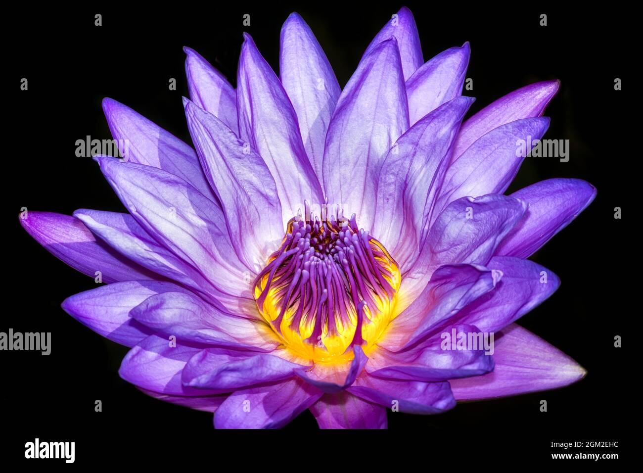 Floating Waterlily - cette magnifique fleur aquatique tropicale possède un coeur doré avec des pétales violets éclatants. Cette image est également disponible en noir Banque D'Images