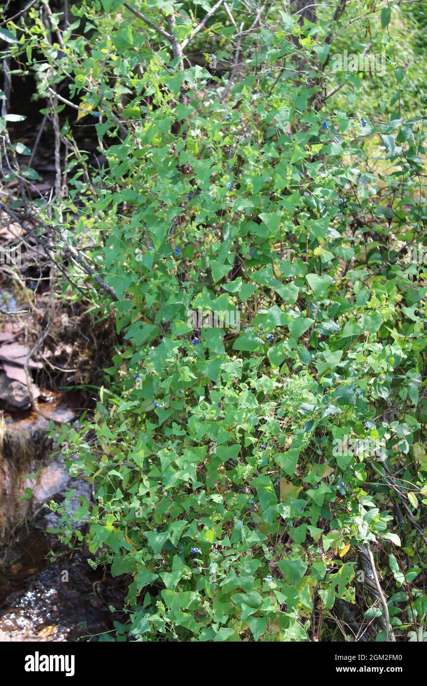 Un chemin de la teetamiette asiatique Knoweed Banque D'Images