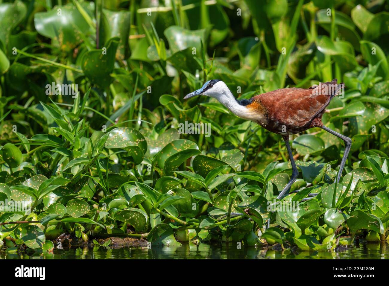 Jacana africaine - Actophilornis africanus, magnifique oiseau d'eau timide coloré des lacs, marécages et marais africains, chutes de Murchison, Ouganda. Banque D'Images