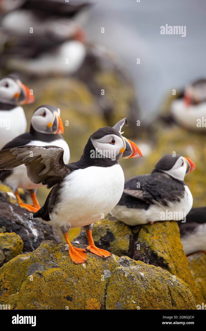 Macareux sur l'île de mai, Anstruther, Écosse, Royaume-Uni Banque D'Images