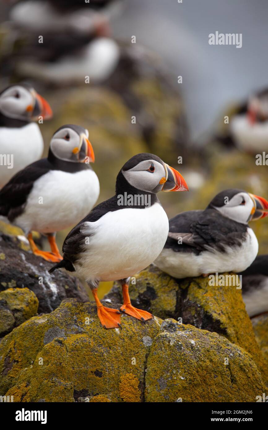 Macareux sur l'île de mai, Anstruther, Écosse, Royaume-Uni Banque D'Images