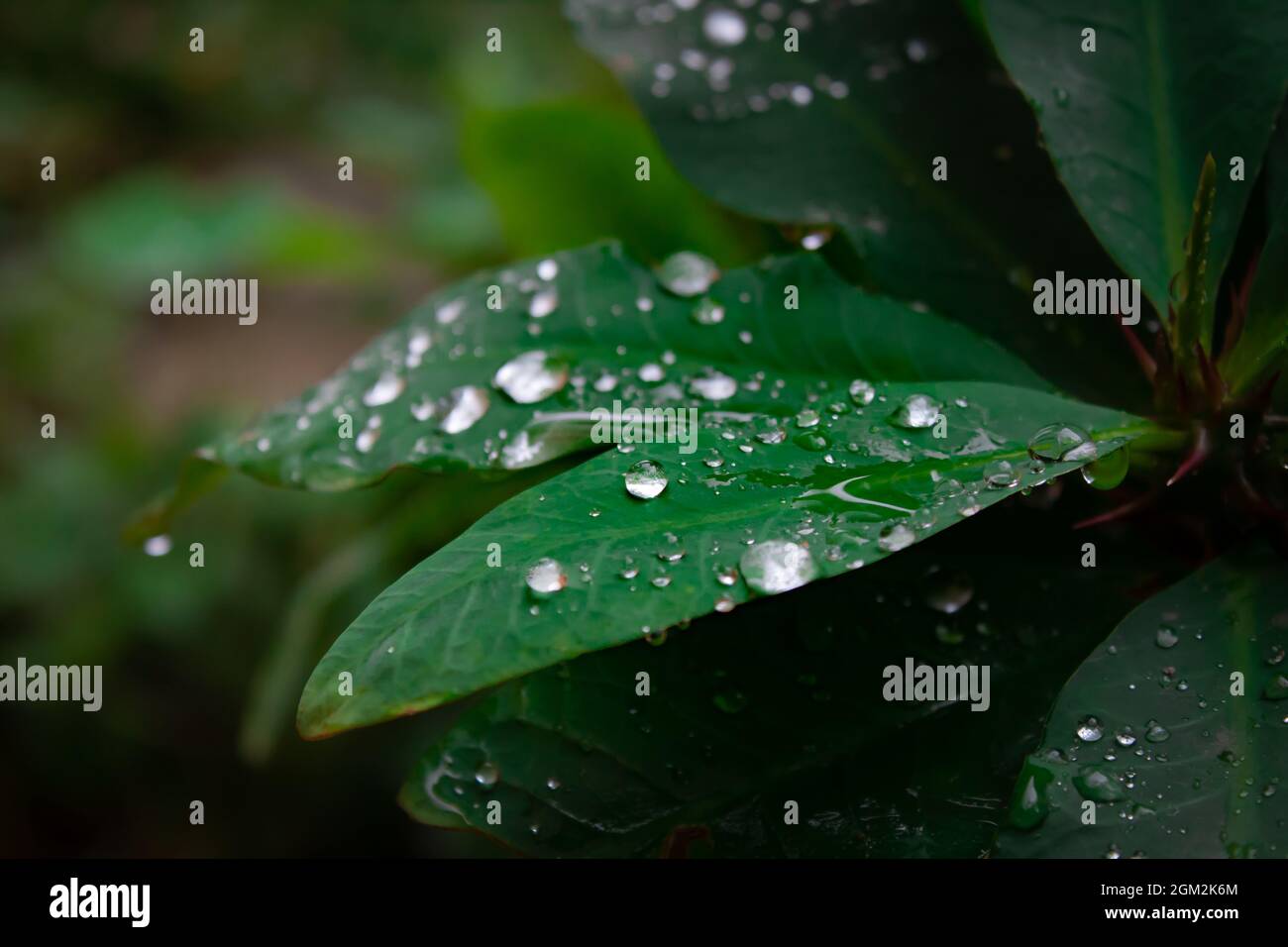 Gouttes de pluie sur les feuilles lors d'une mousson Banque D'Images