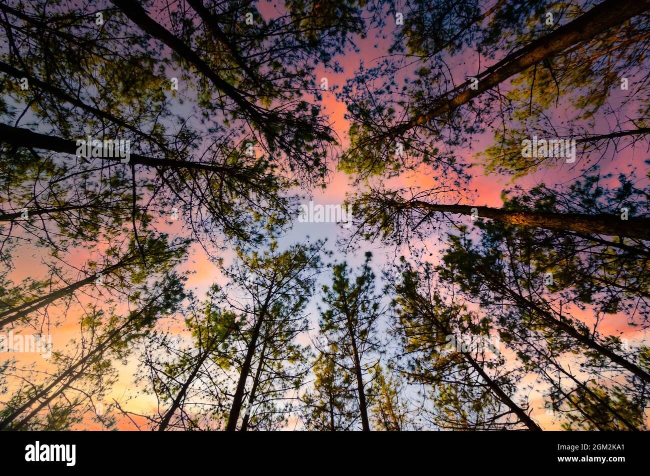 Un paysage nuageux à travers la canopée des pins dans la forêt réservée d'Itshyrwat à Shillong, Meghalaya, Inde. Banque D'Images