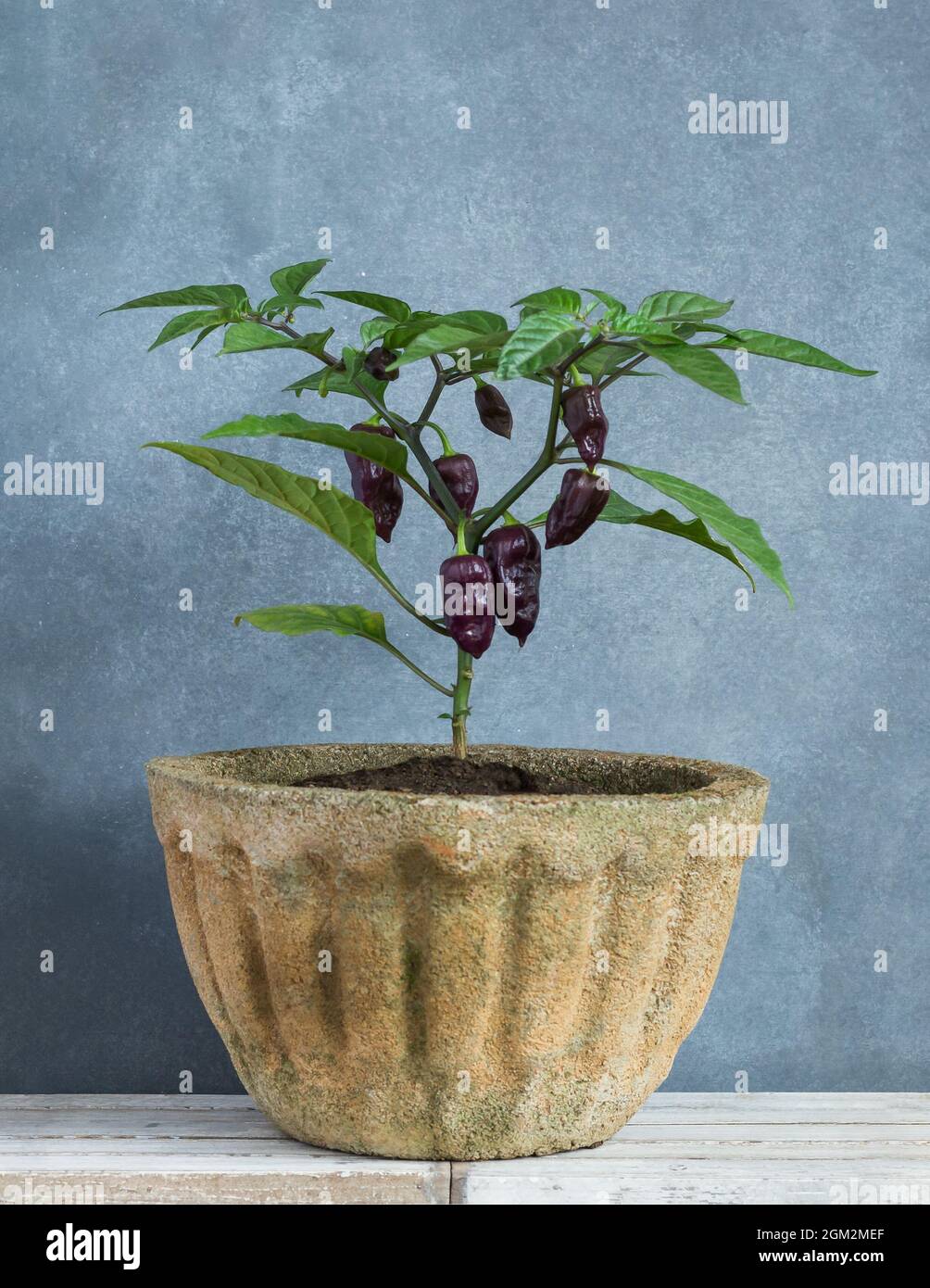 la plante de piment habanero, de piment de la plus chaude avec des piments violets cultivés dans un contenant de ciment ou une casserole dans le jardin à la maison, cultivant des légumes Banque D'Images
