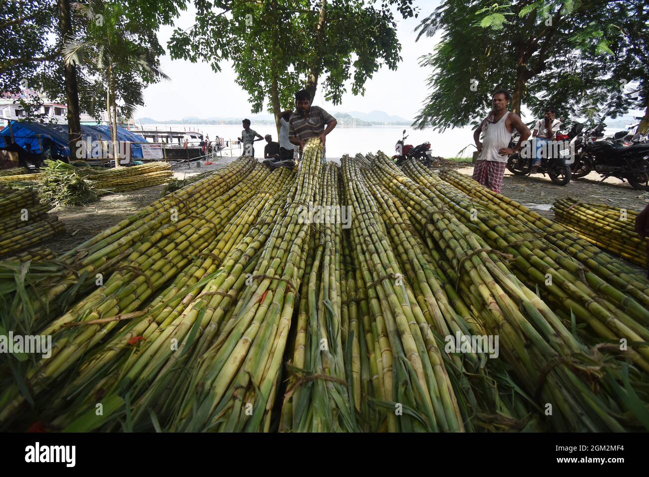 Guwahati. 16 septembre 2021. Un vendeur organise la vente de cannes à sucre sur la rive du fleuve Brahmaputra dans la ville de Guwahati, dans l'État d'Assam, au nord-est de l'Inde, le 16 septembre 2021. Credit: STR/Xinhua/Alay Live News Banque D'Images