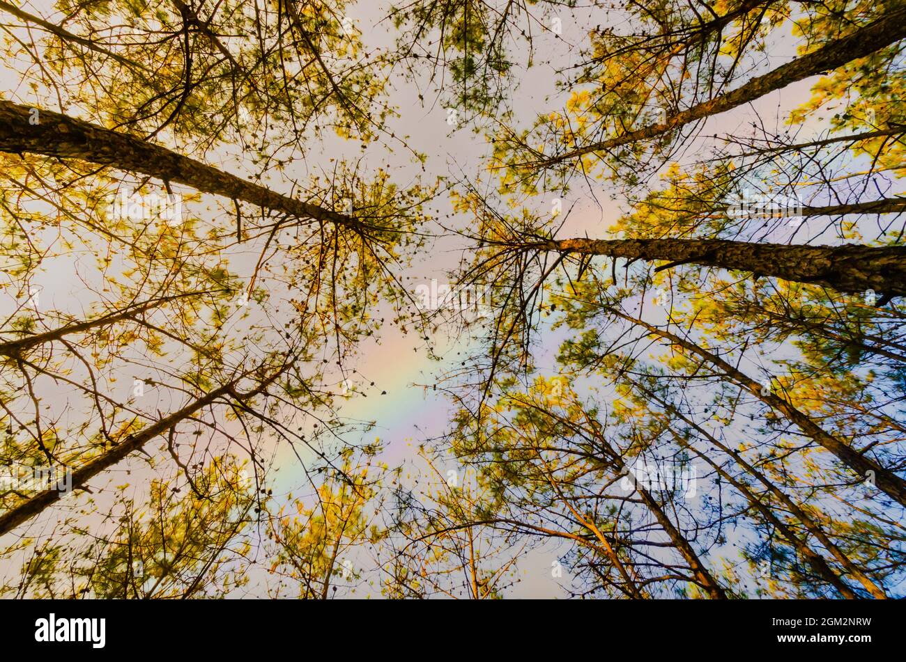 Un arc-en-ciel visible à travers la canopée des pins dans la forêt réservée d'Itshyrwat à Shillong, Meghalaya, Inde. Banque D'Images