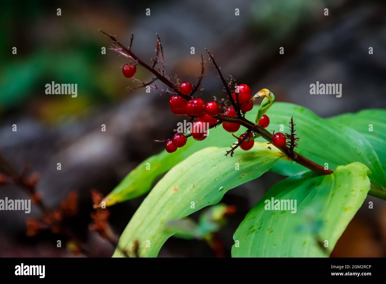 Frottez avec de petites baies rouges et de grandes feuilles plates sur un fond de bokeh. Banque D'Images