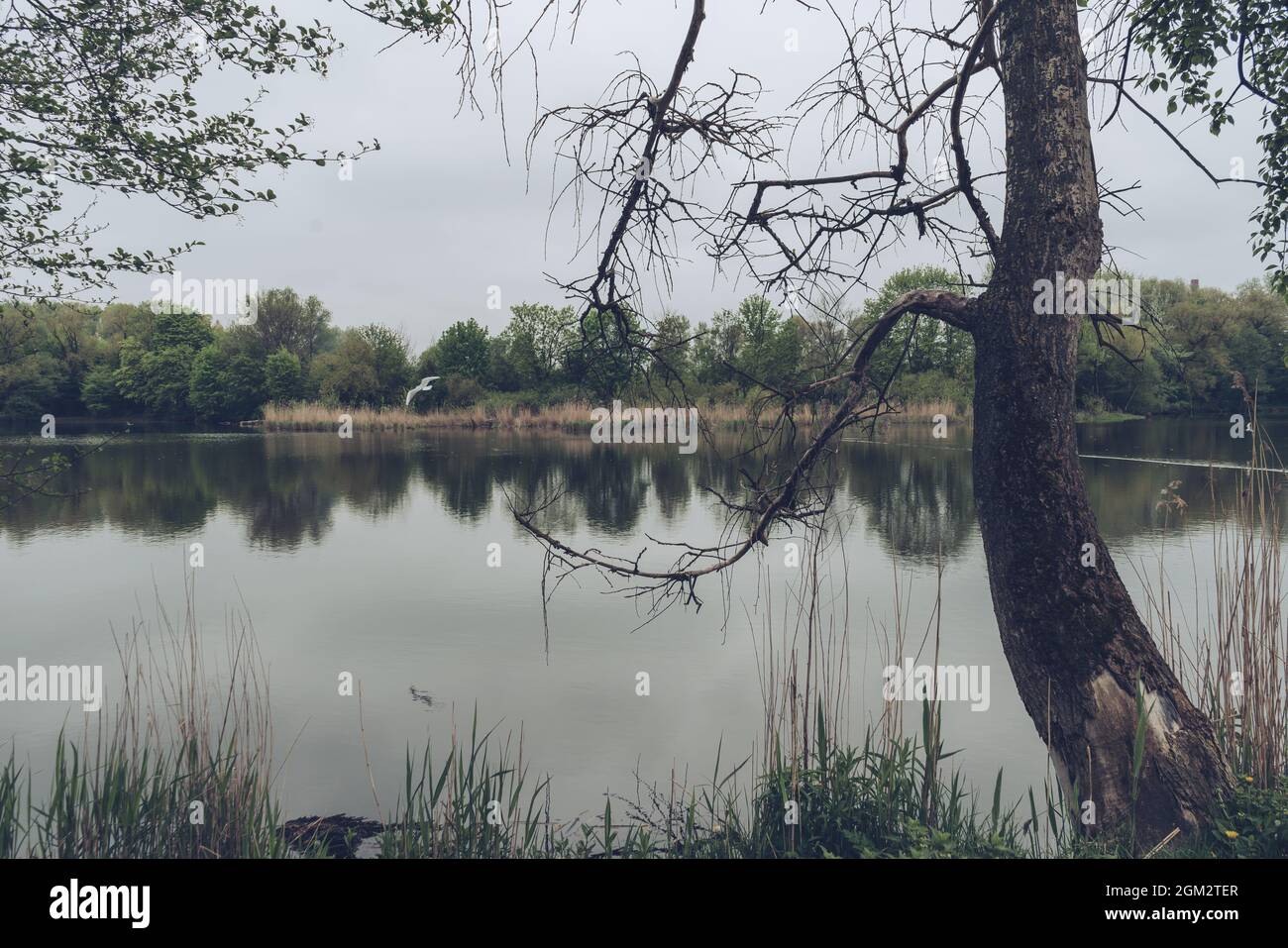 vieux arbre partiellement séché près de l'étang à un jour sombre avec des oiseaux volant au-dessus du lac Banque D'Images