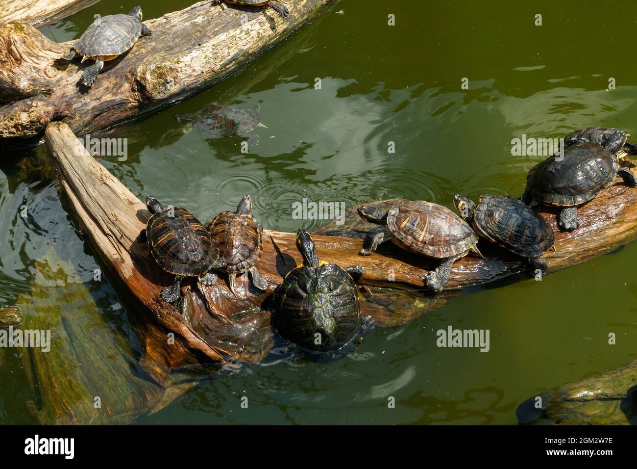 Des tortues peintes flottent sur une bûche dans l'étang. Banque D'Images