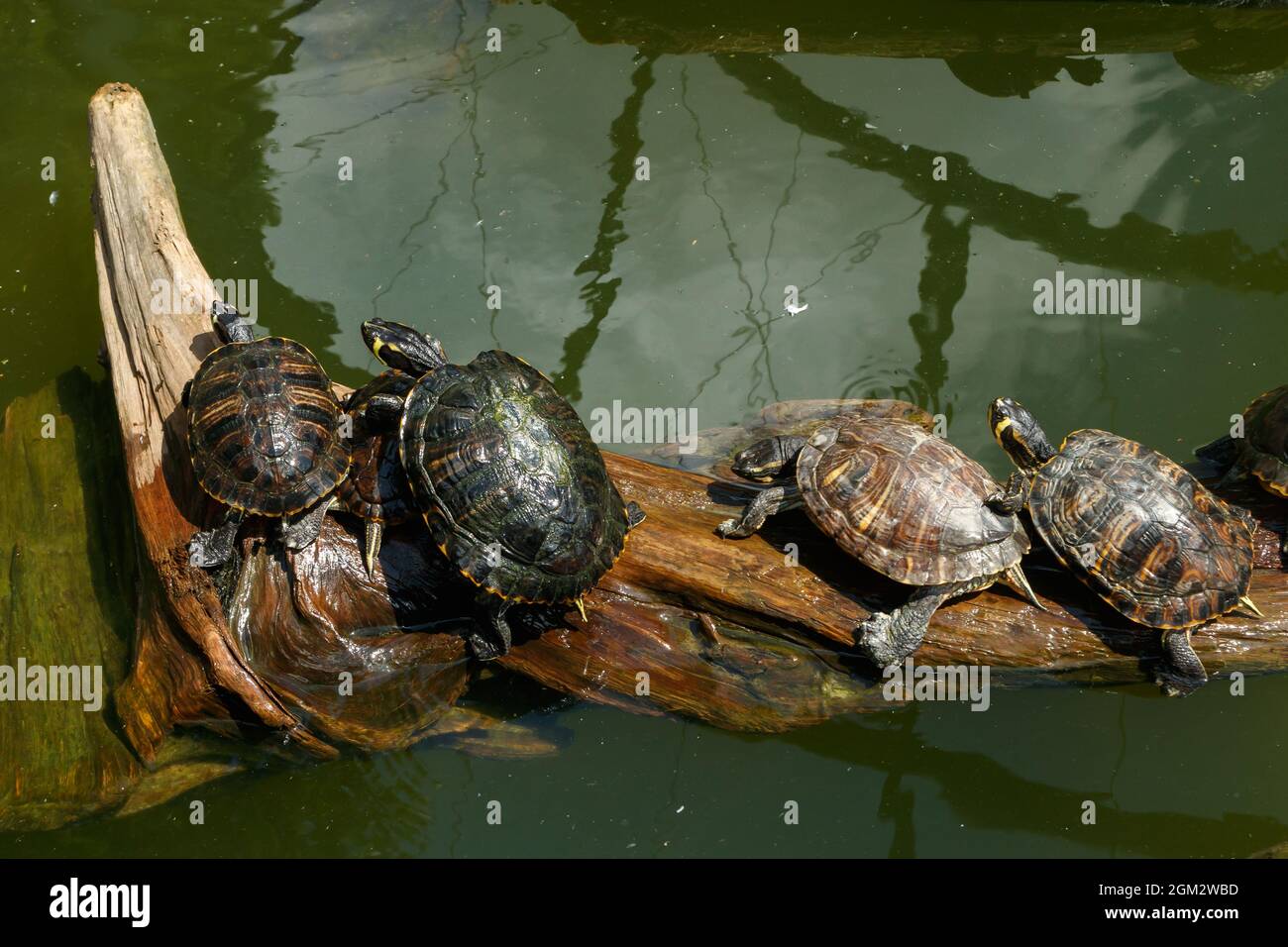 Des tortues peintes flottent sur une bûche dans l'étang. Banque D'Images