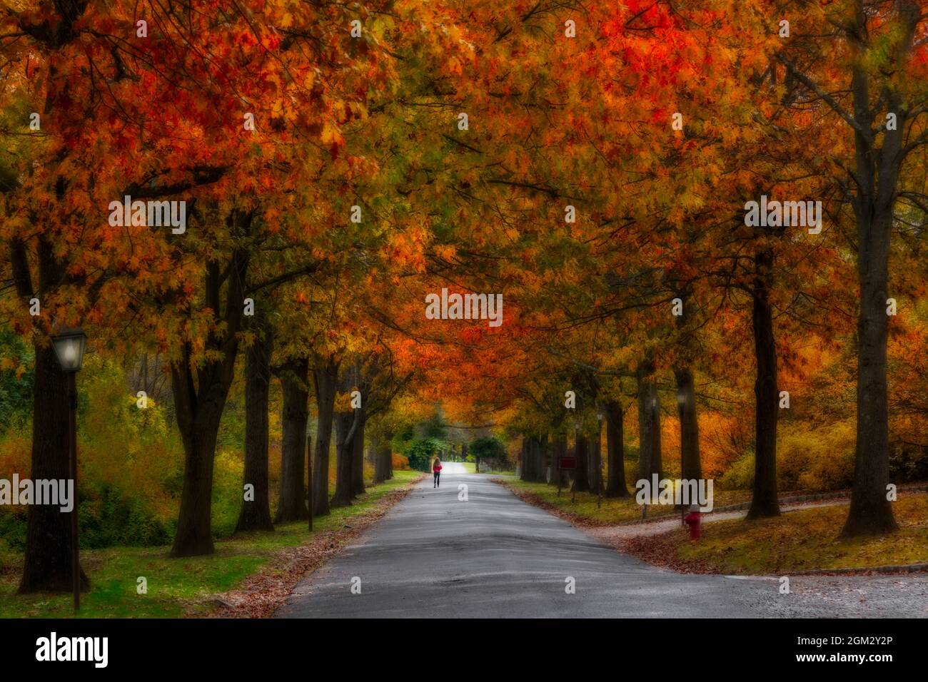 Acolonne Bliss - le feuillage d'automne couvre les couleurs ornent cette ligne d'arbres pendant la haute saison d'automne dans l'État du jardin du New Jersey. Cette image est avai Banque D'Images