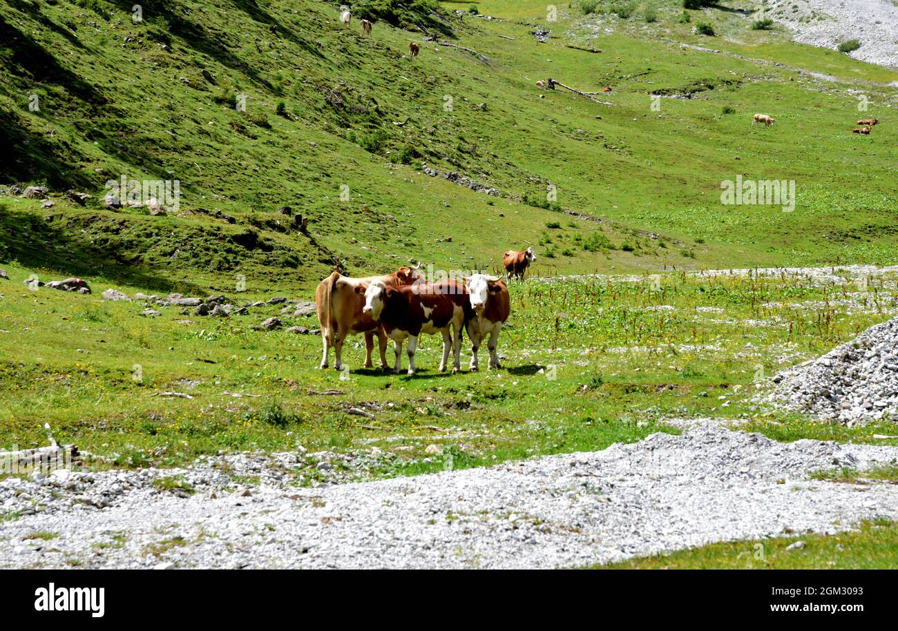 Vaches alpines paissant dans l'Obertilliachertall à 2000 mètres au-dessus de la frontière autrichienne Banque D'Images