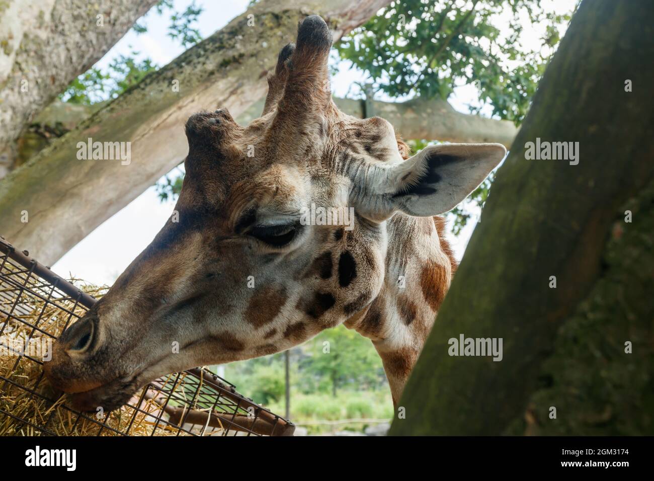 Belle giraff manger dans le parc en été Banque D'Images
