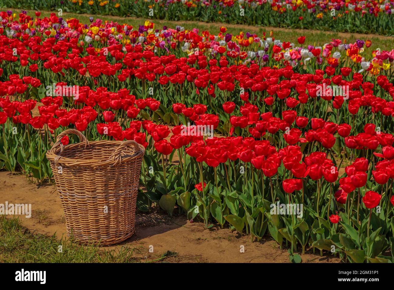 Panier pour Tulips - panier en osier se trouve à l'heure d'or sur l'une des nombreuses rangées de Tulips de différents types et couleurs. Banque D'Images