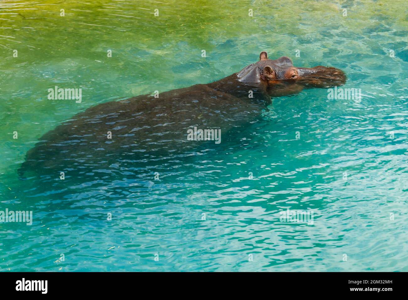 Le grand hippopotame nage dans l'étang Banque D'Images