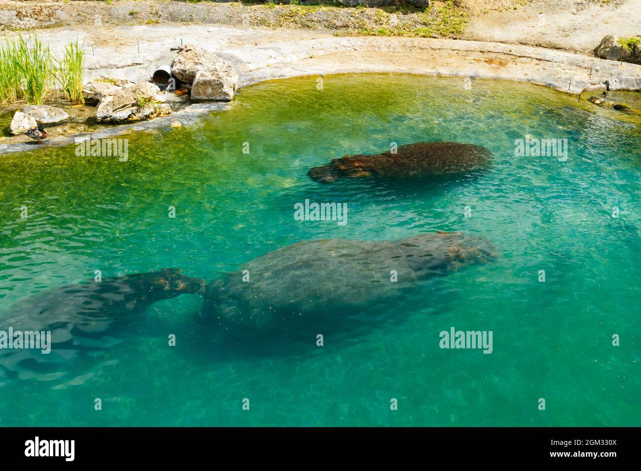 La famille des hippopotames nagent dans l'étang Banque D'Images