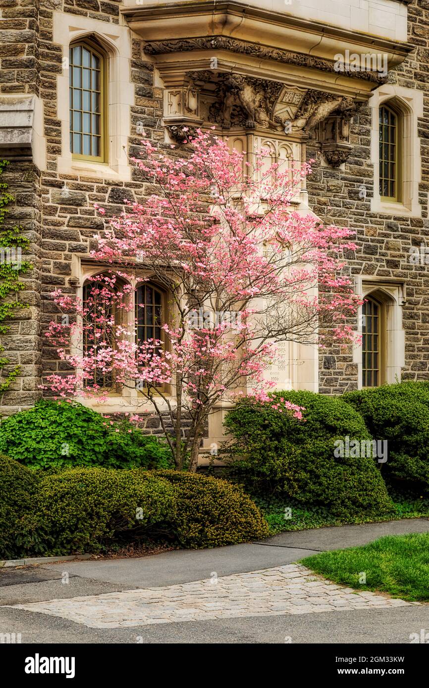 Princeton University Patton Hall - vue extérieure des fenêtres, de la pierre et des signes du printemps avec un cornouiller florissant au Patton-Wright H. Banque D'Images