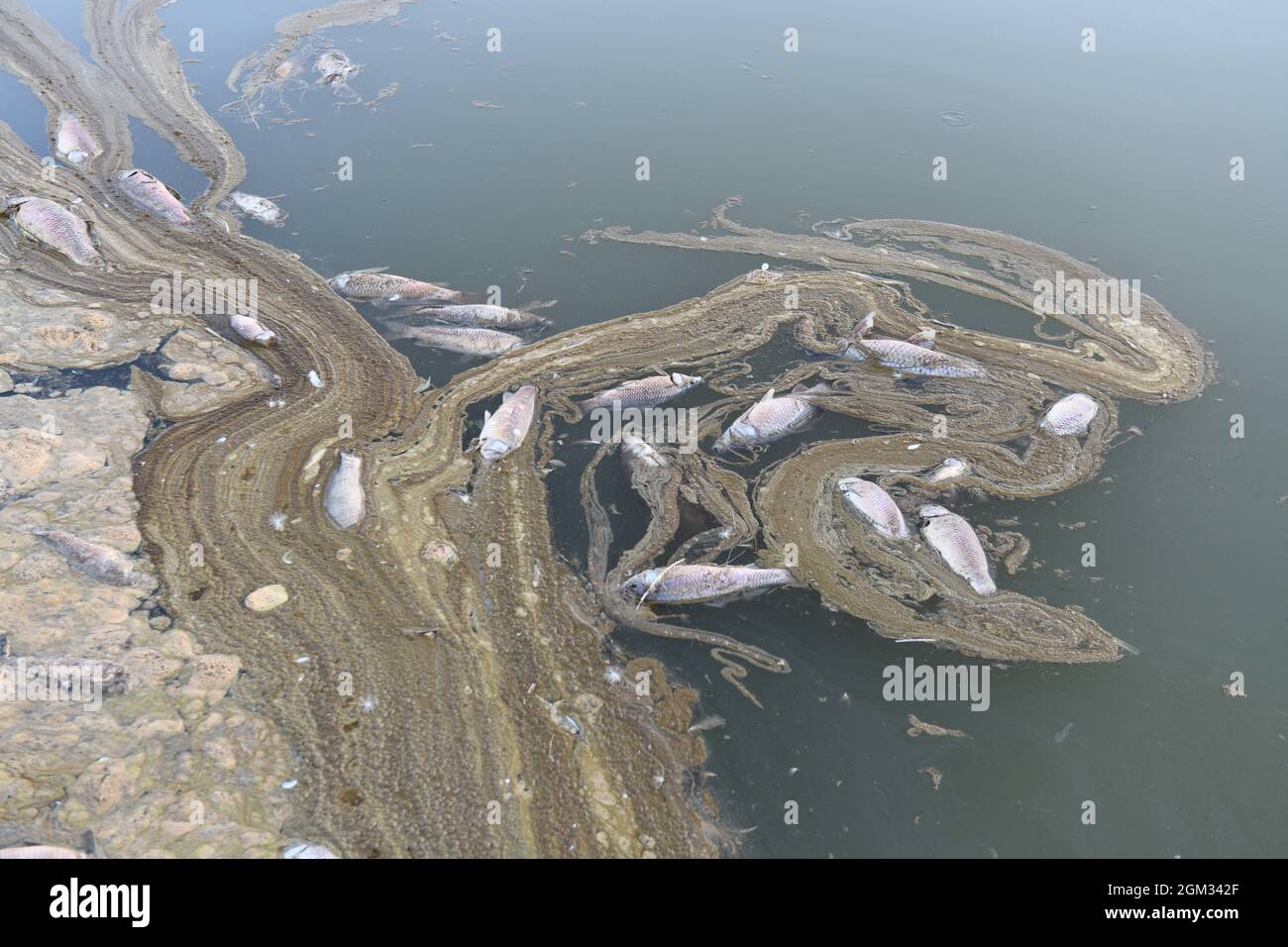 Dans la ville de touristik, dans la région de l'Anatolie orientale en Turquie, les morts de poissons ont peur. En raison du réchauffement de la planète et des conditions de sécheresse, Kockopru, situé dans le district d'Ercis, a un niveau d'eau extrêmement bas. À côté des micro-algues qui prolifèrent dans l'eau à la baisse du niveau de l'eau, il est encore réduit, obstruant les branchies de ces poissons, causant le poisson à décliner dans les barrages. Photo de Ali Ihsan Ozturk/Demiroren Visual Media/ABACAPRESS.COM Banque D'Images