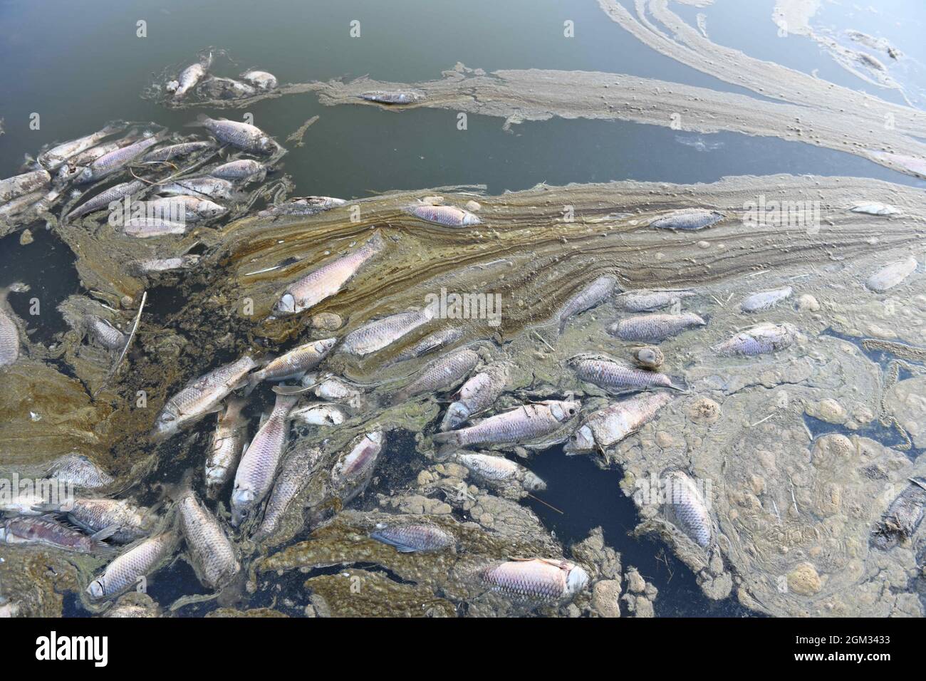 Dans la ville de touristik, dans la région de l'Anatolie orientale en Turquie, les morts de poissons ont peur. En raison du réchauffement de la planète et des conditions de sécheresse, Kockopru, situé dans le district d'Ercis, a un niveau d'eau extrêmement bas. À côté des micro-algues qui prolifèrent dans l'eau à la baisse du niveau de l'eau, il est encore réduit, obstruant les branchies de ces poissons, causant le poisson à décliner dans les barrages. Photo de Ali Ihsan Ozturk/Demiroren Visual Media/ABACAPRESS.COM Banque D'Images