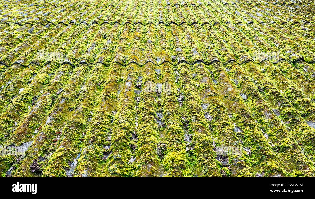 Toit en ardoise surcultivé avec de la mousse épaisse, verte et vive Banque D'Images