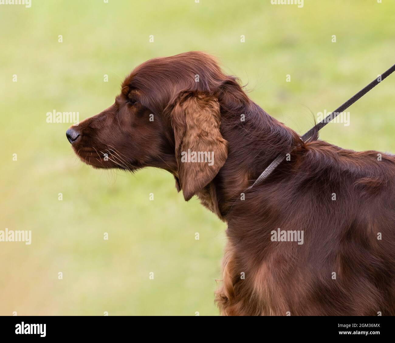 Un Setter irlandais ou rouge Banque D'Images