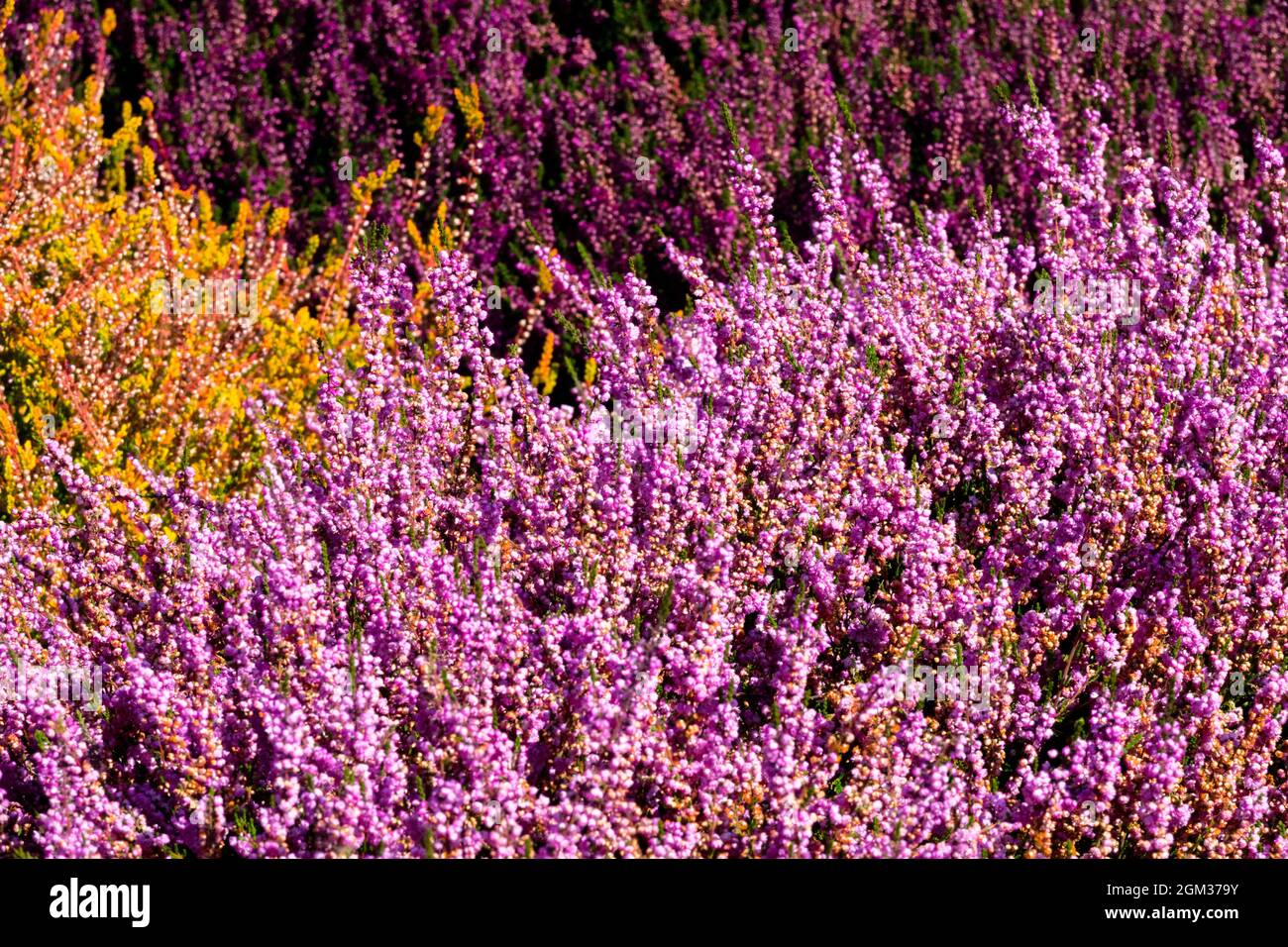 Rose jaune violet Calluna vulgaris 'Jimmy Dyce' fleurs mélangées jardin contraste de couleur bruyère Banque D'Images