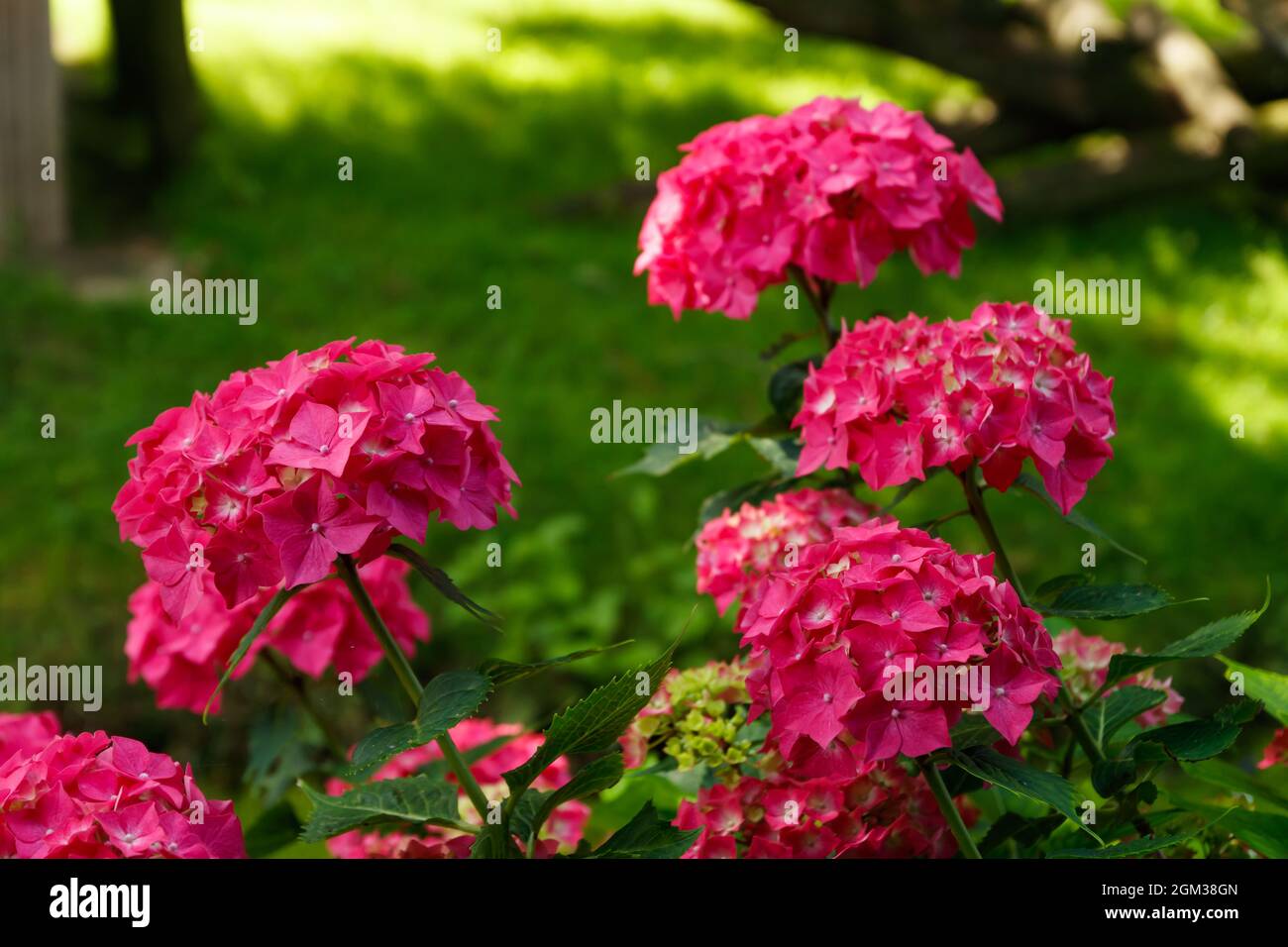 Des arbustes en fleur de hortensia avec de belles fleurs, croissant dans le parc. Hydrangea macrophilla. Banque D'Images