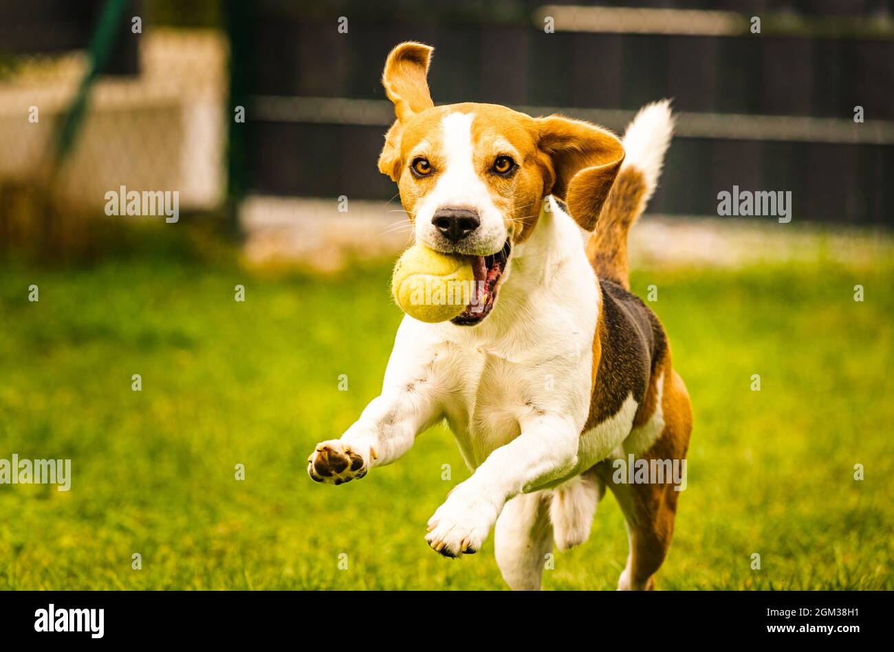 Beagle chien amusant dans l'arrière-cour, course en plein air avec le ballon Banque D'Images