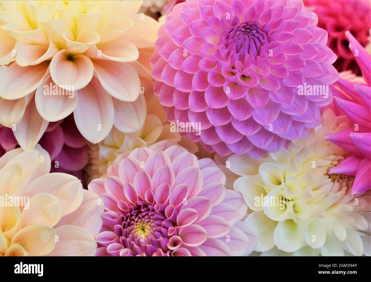 Bouquet de fleurs de Dahlia. Banque D'Images