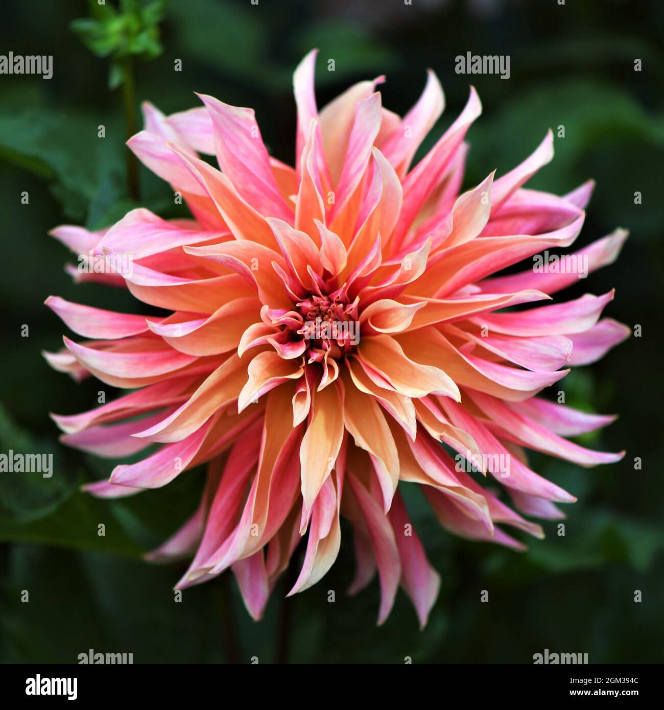 Dahlia Banque D'Images