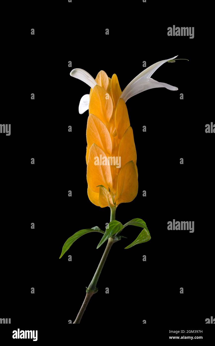 crevettes d'or, pachystachys lutea, fleur de bractées jaune vif avec ailes blanches, connue sous le nom de bougie dorée ou plante de lollypop, isolée sur le noir Banque D'Images